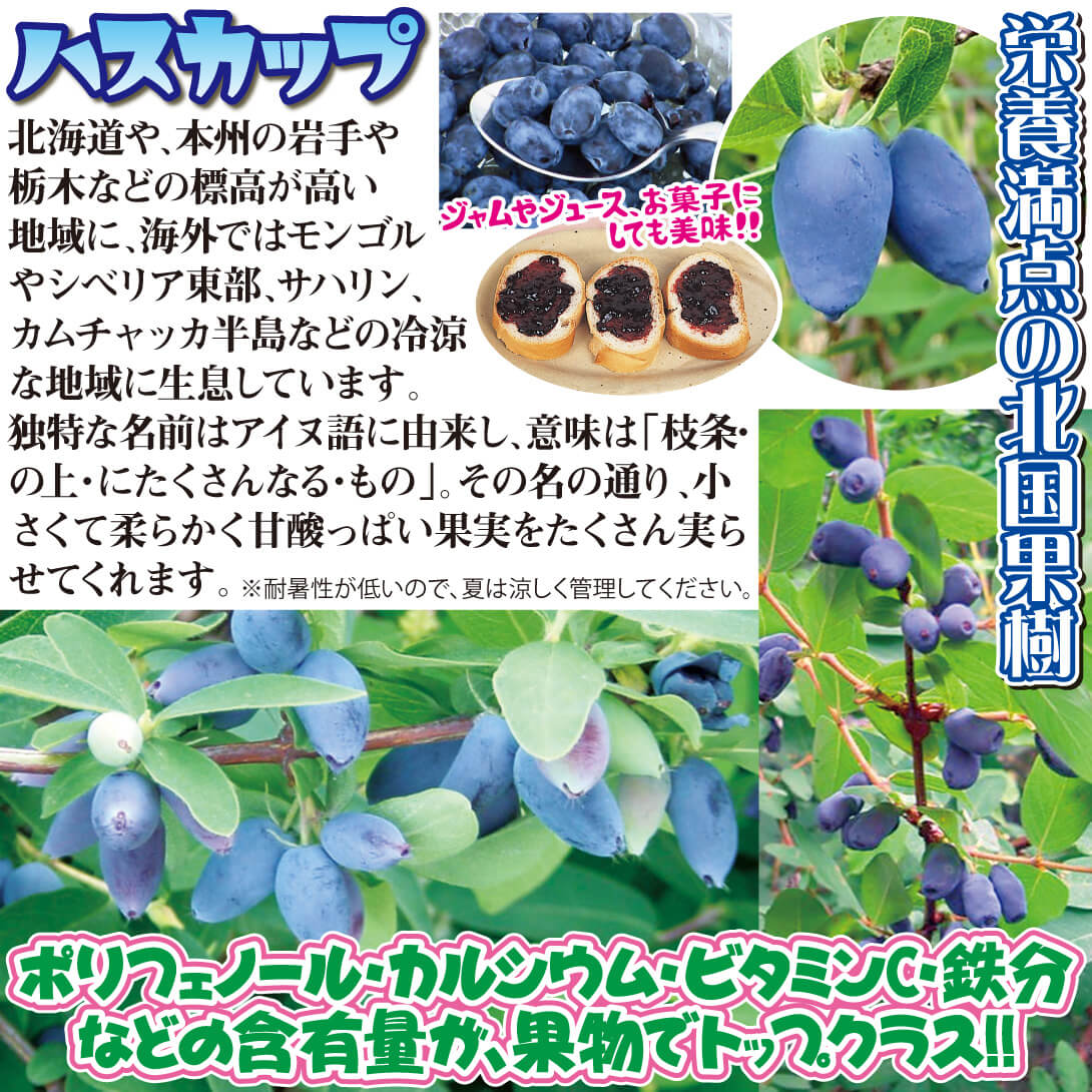 ハスカップの説明