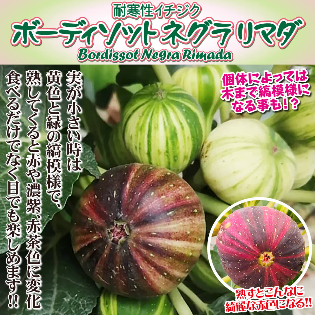 ボーディソット ネグラ リマダ