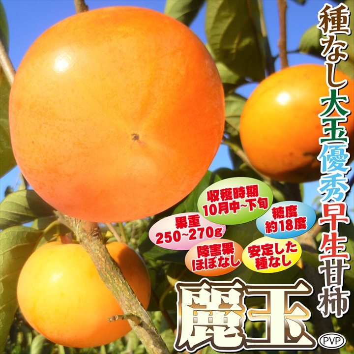 甘柿苗・麗玉PVP