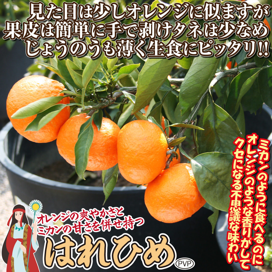 はれひめ