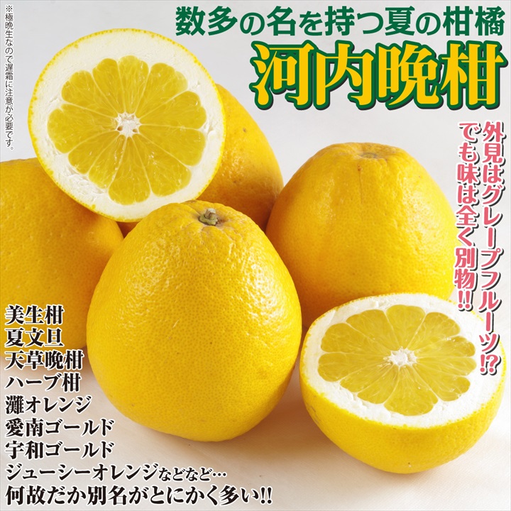 河内晩柑1