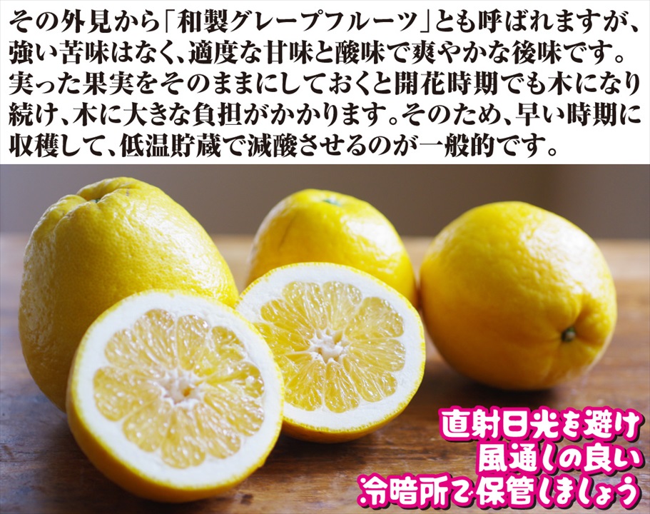 河内晩柑2