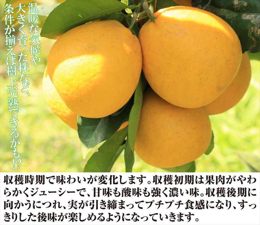 河内晩柑3
