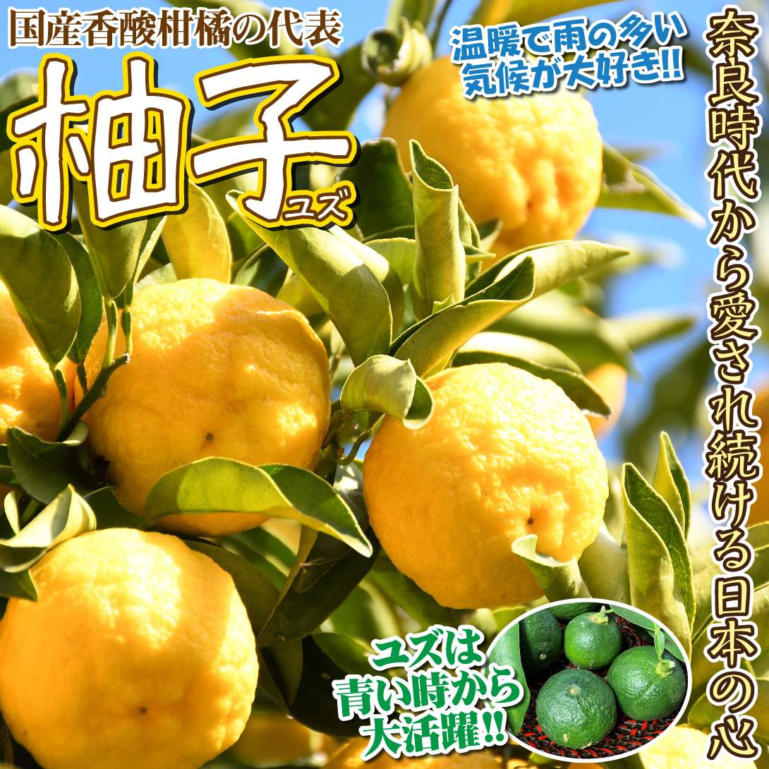 ユズ