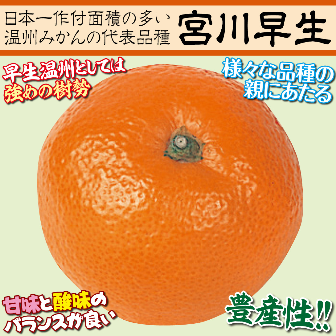 宮川早生