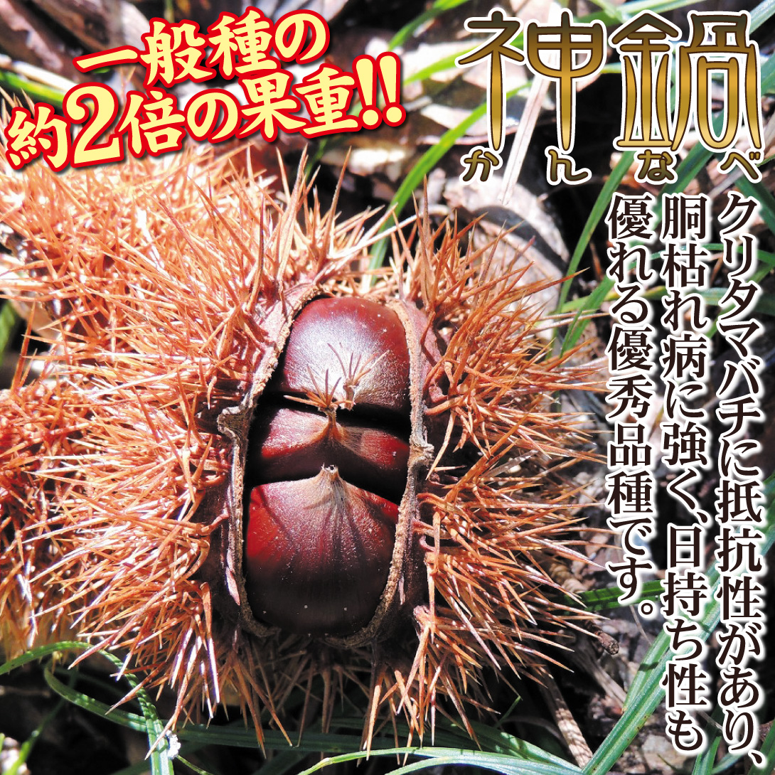 神鍋