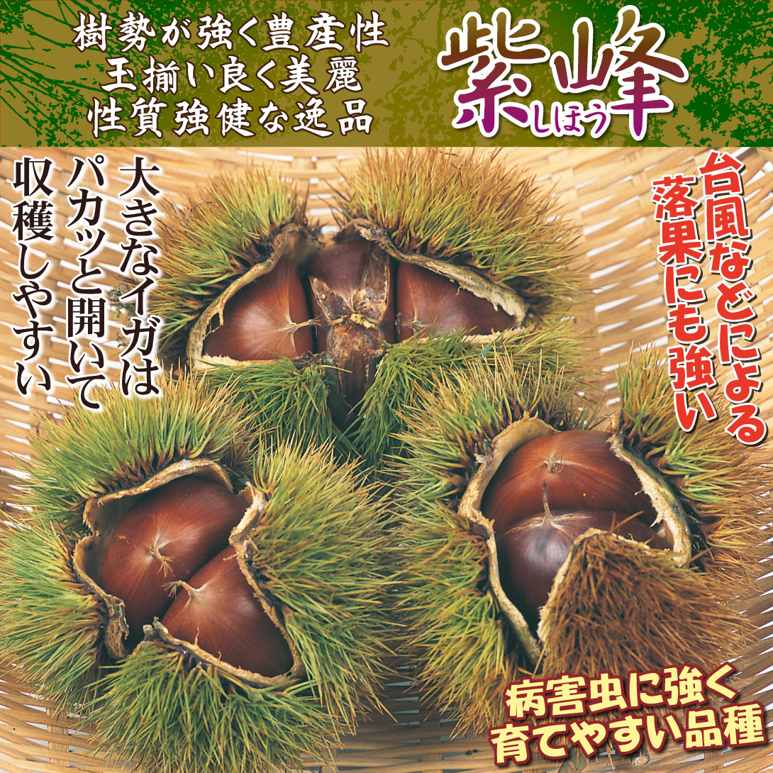 紫峰
