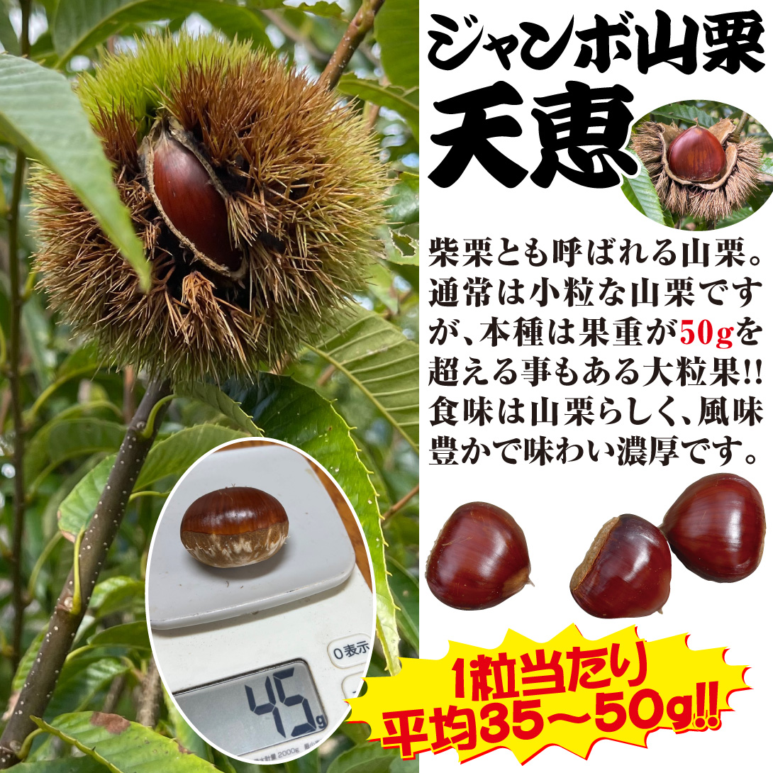 ジャンボ山栗 天恵