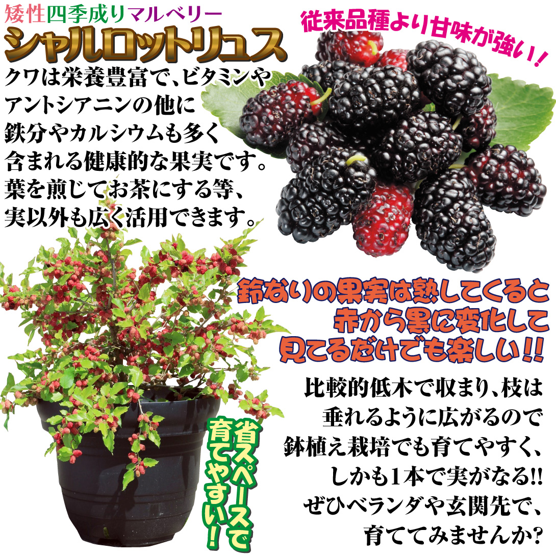 シャルロットリュス