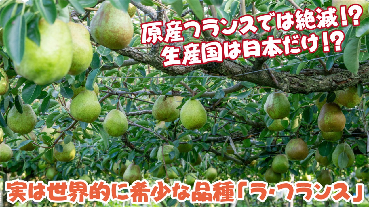 ラフランス3