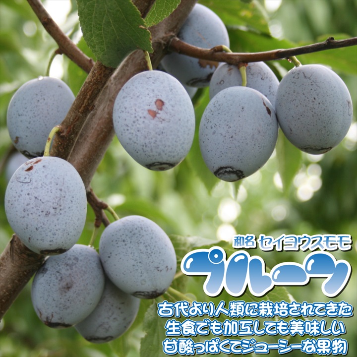 プルーン1