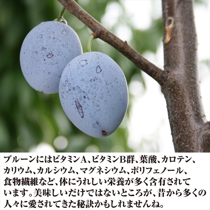 プルーン3