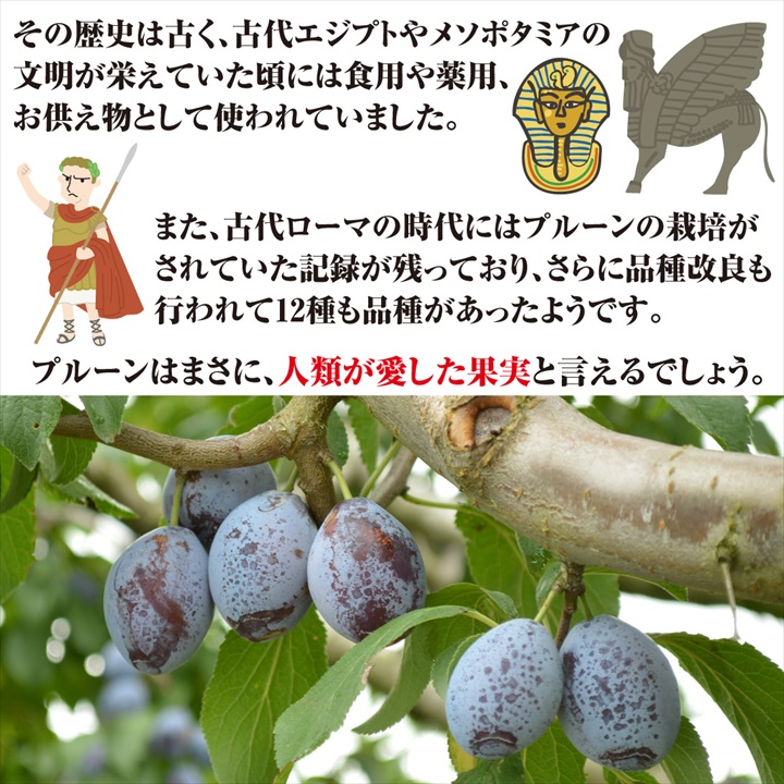 プルーン2