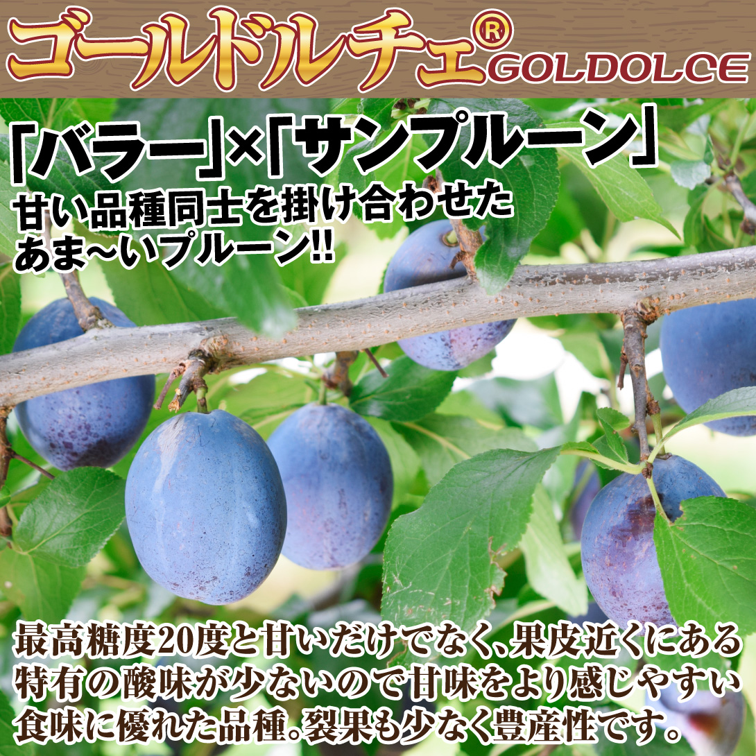 ゴールドルチェ