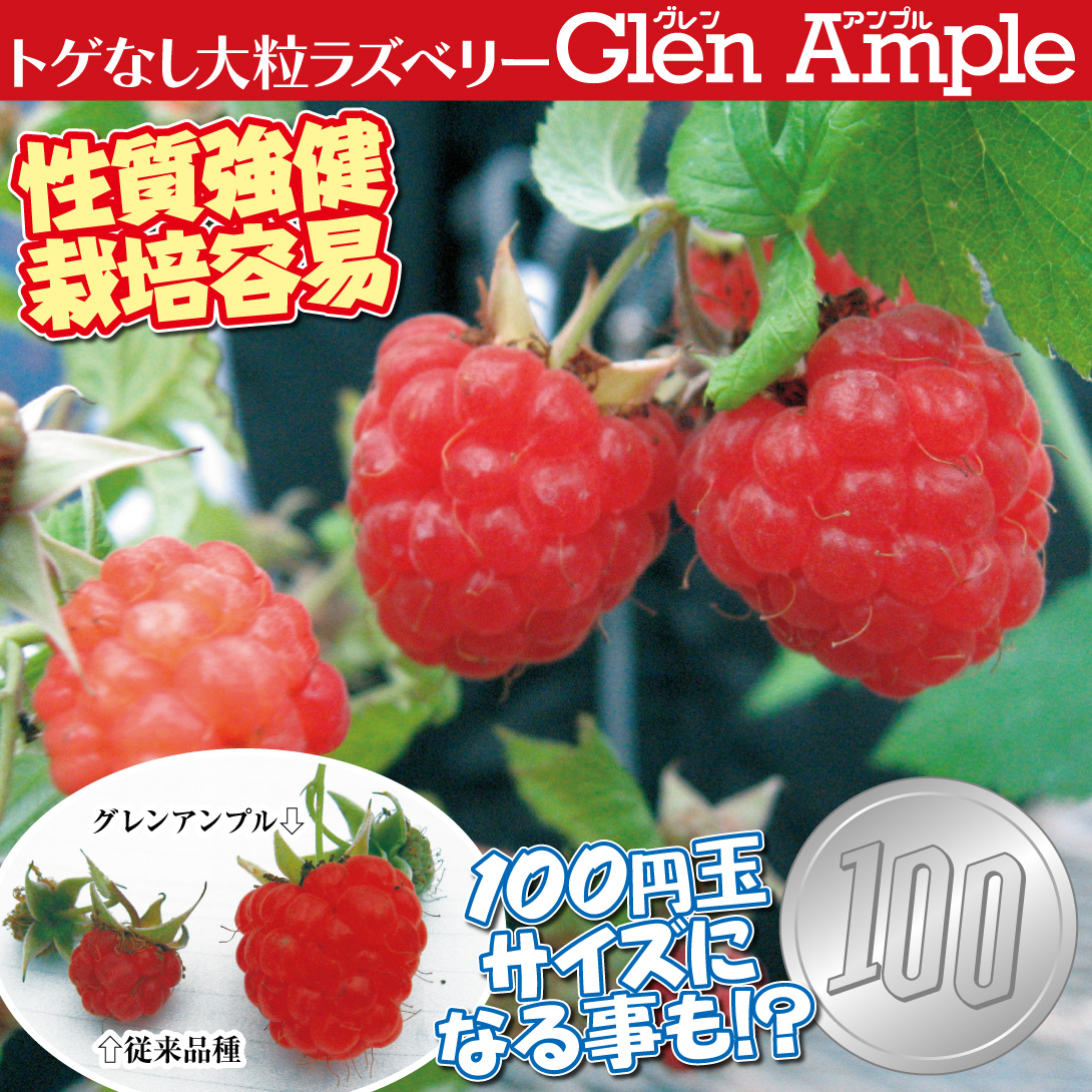 グレンアンプル