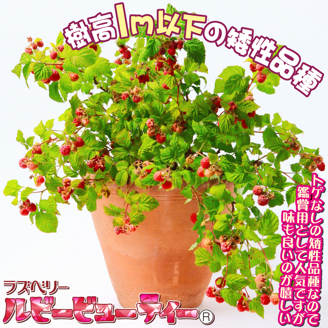 ルビービューティー