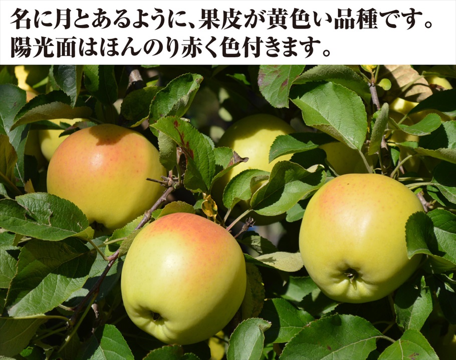 ぐんま名月2