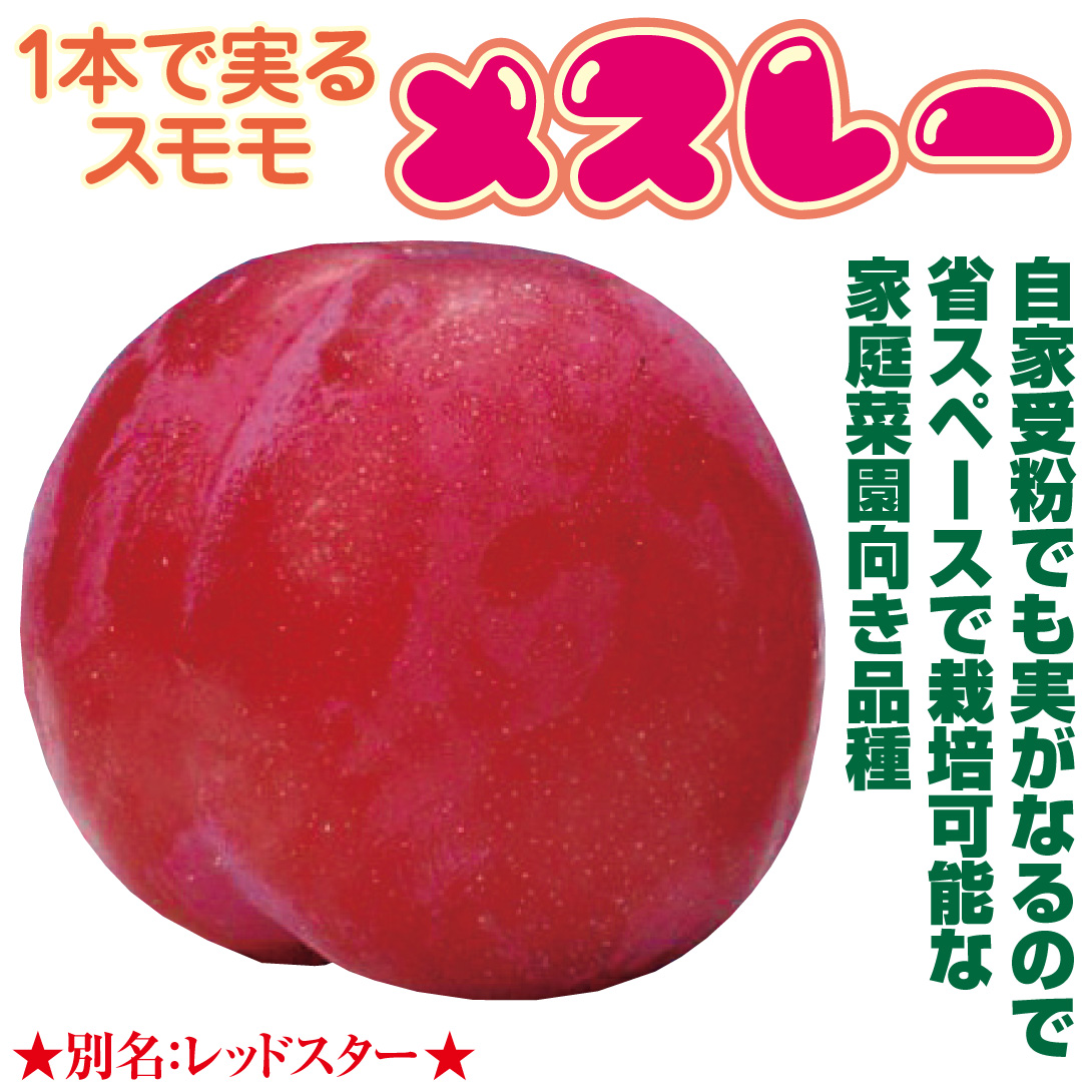 メスレー
