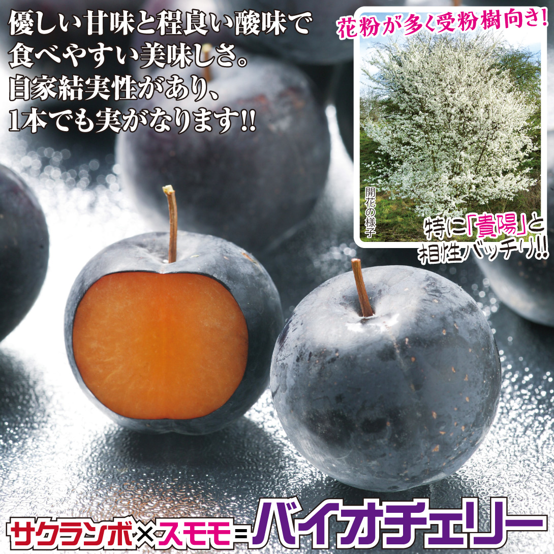 バイオチェリー