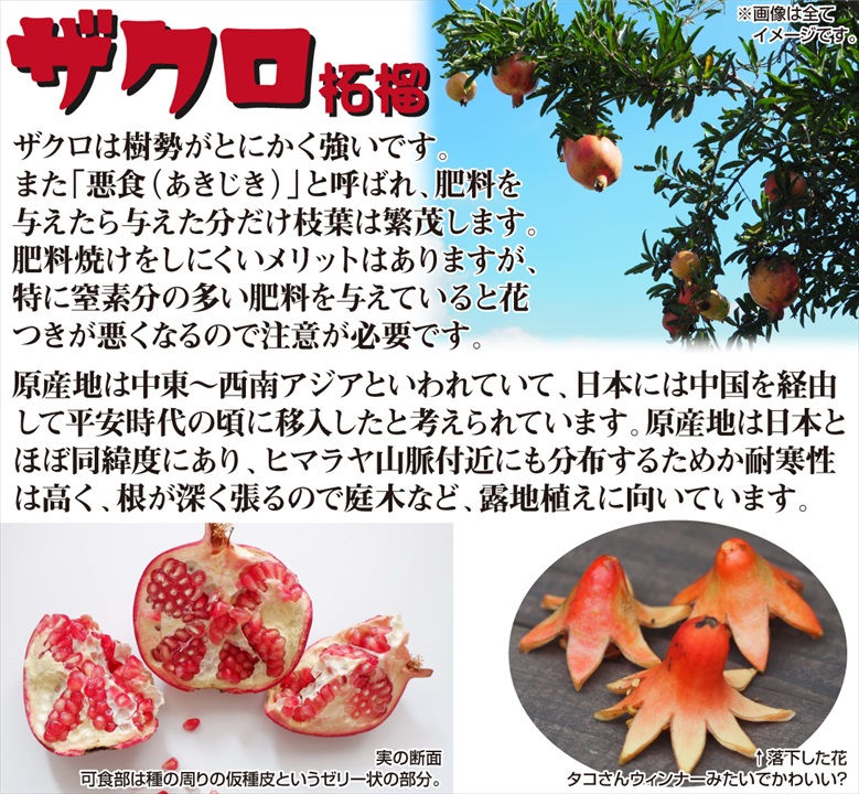 ザクロの概要