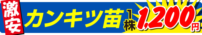 激安1200円