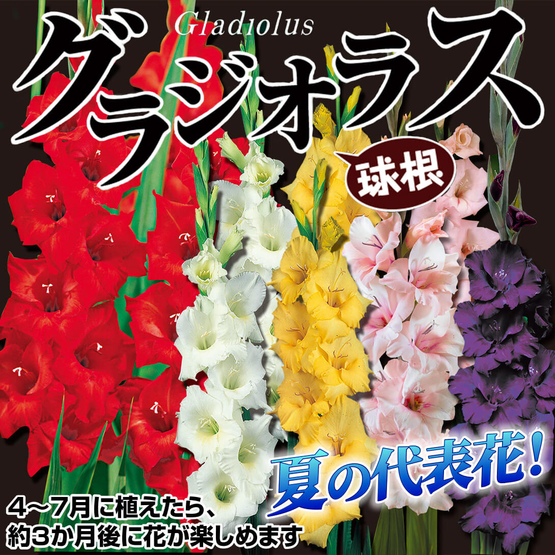 グラジオラス普通球S