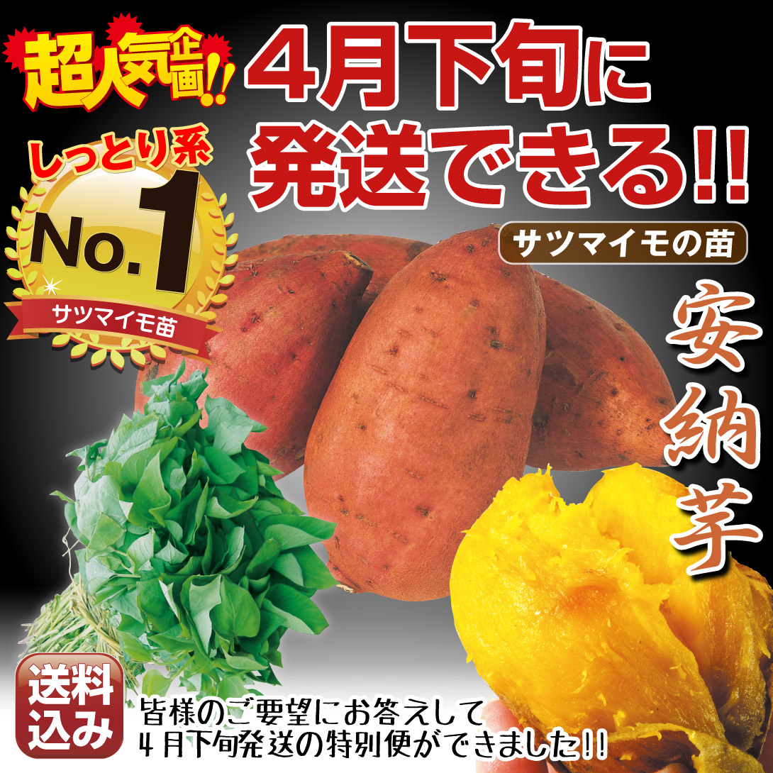送込安納芋