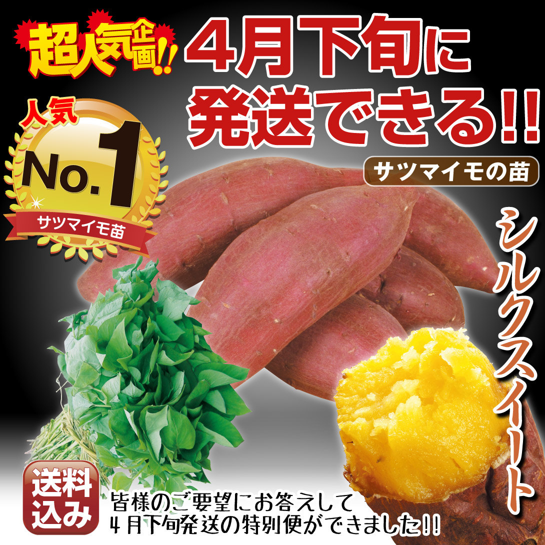 送込シルクスイート