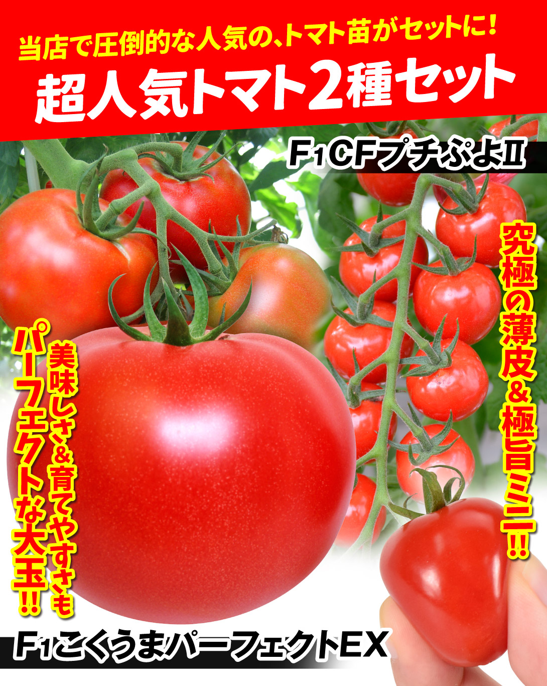 超人気トマト2種セット・メイン
