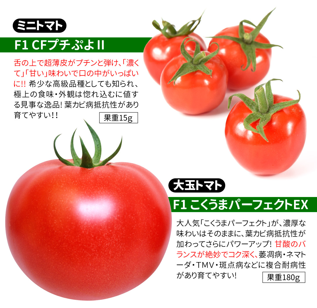 超人気トマト2種セット・品種