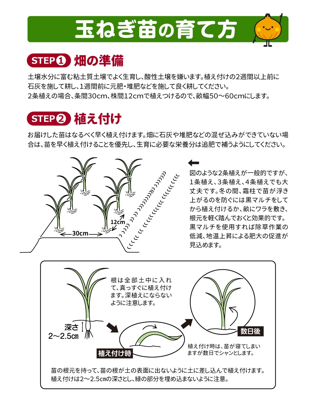 玉ねぎ苗の育て方01