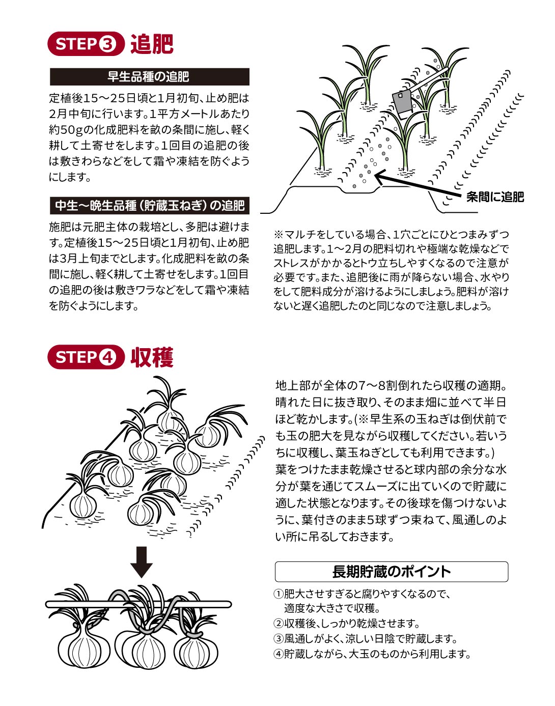 玉ねぎ苗の育て方02