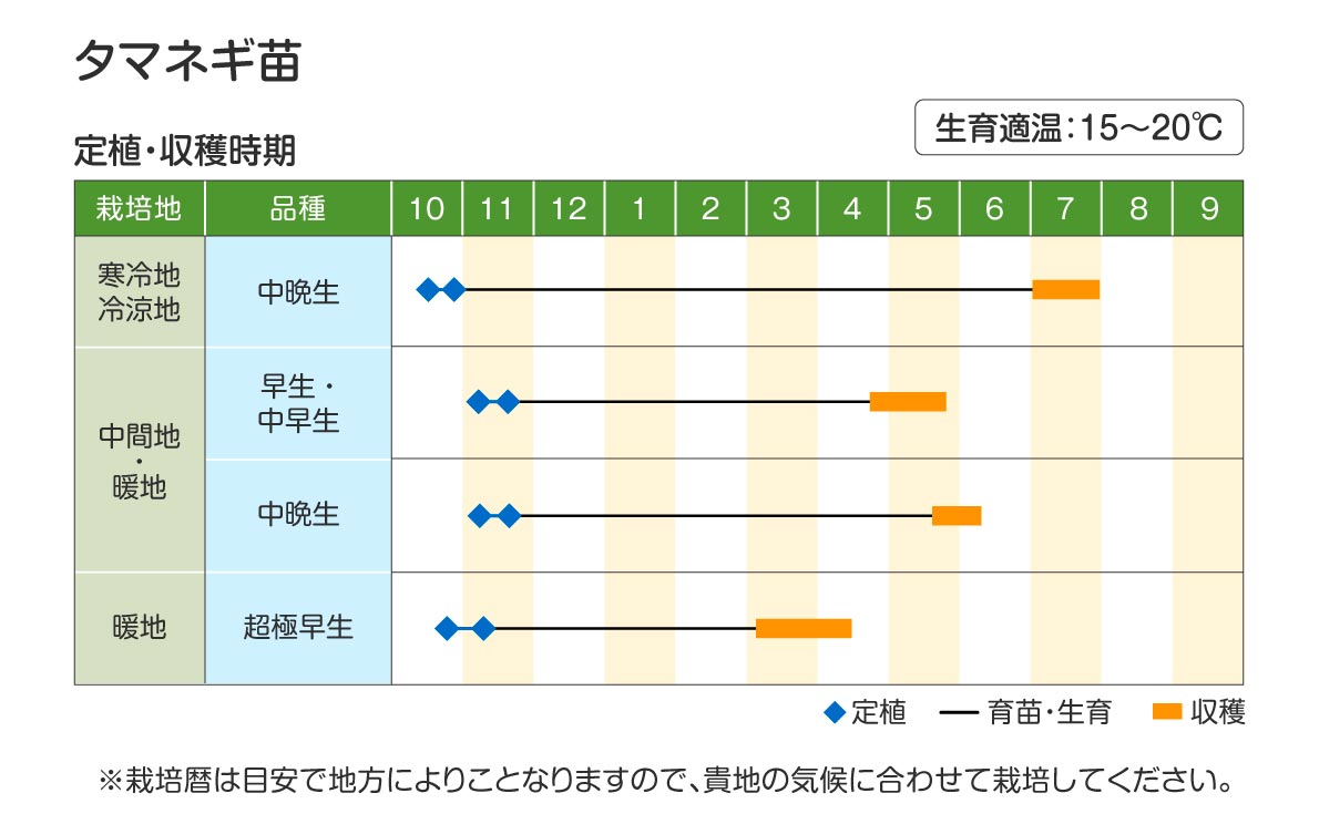 玉ねぎ苗定植・収穫時期