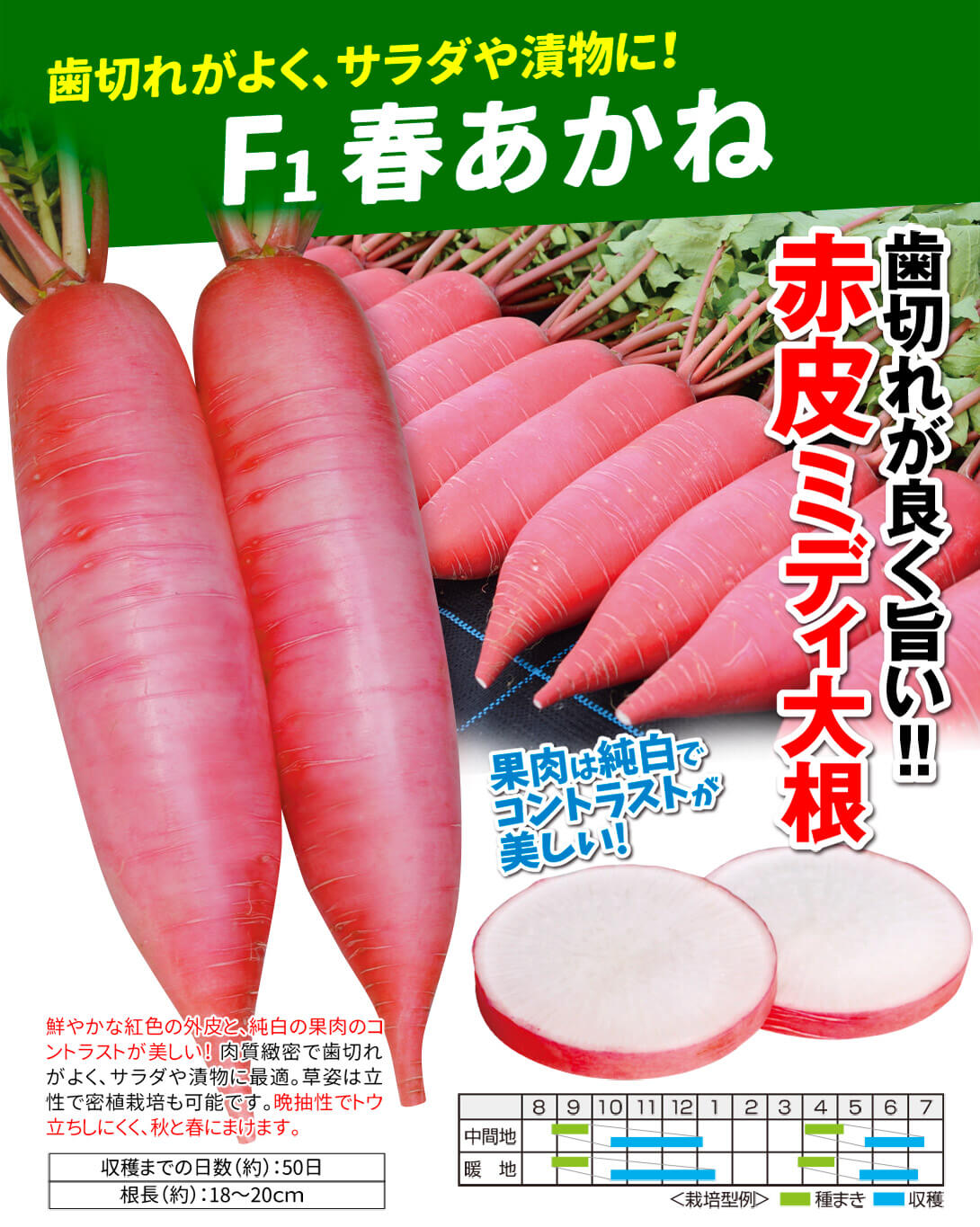 春あかね・メイン