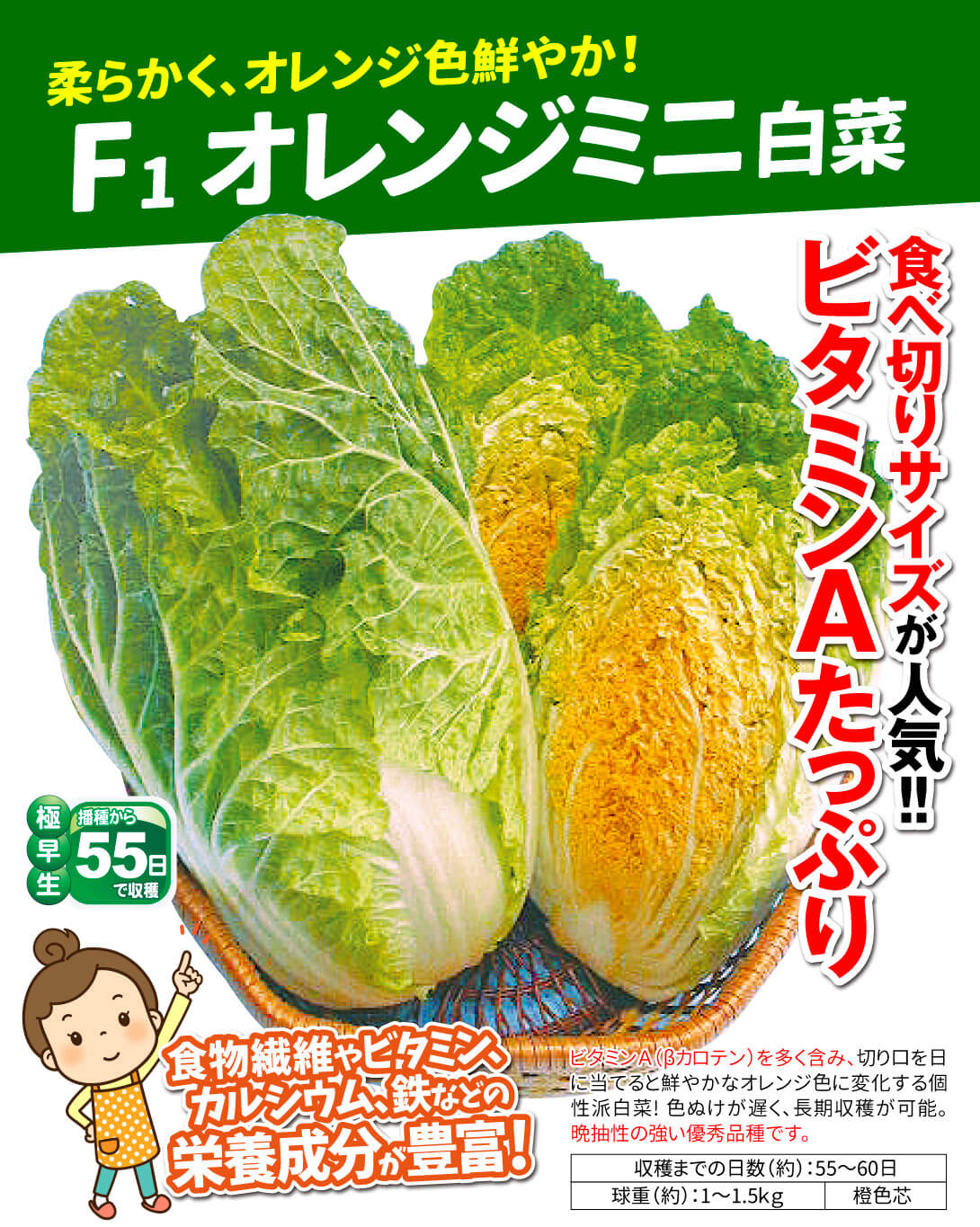 F1オレンジミニ白菜・メイン