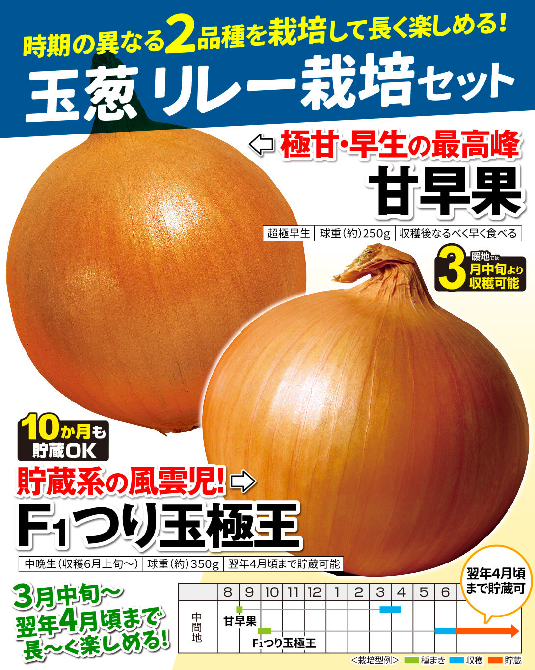 玉葱リレー栽培セット・メイン