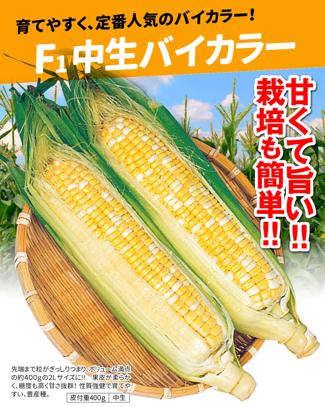 中生バイカラー・メイン