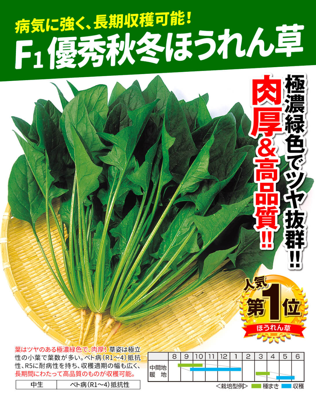 優秀秋冬ほうれん草・メイン