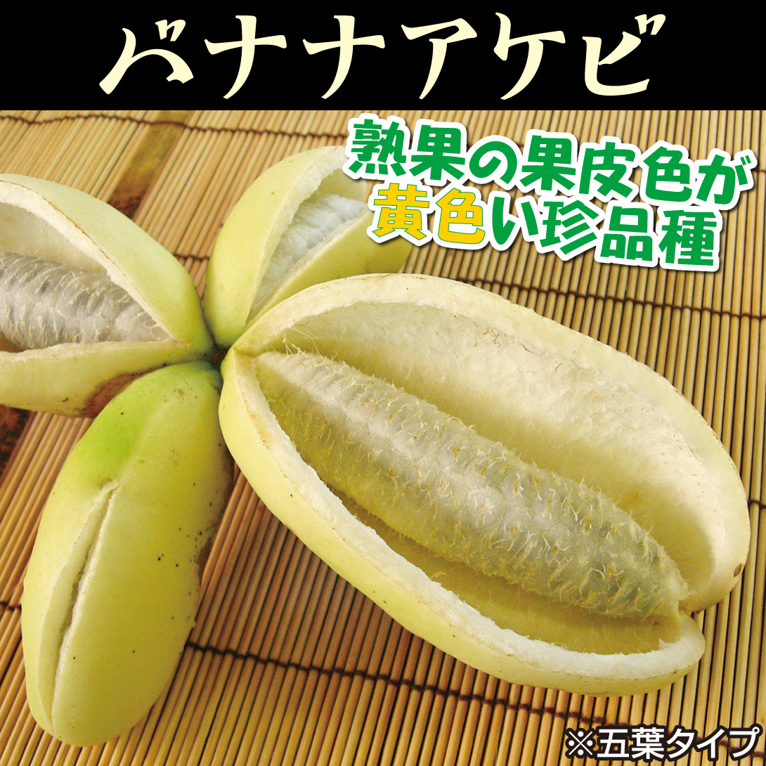 バナナアケビ