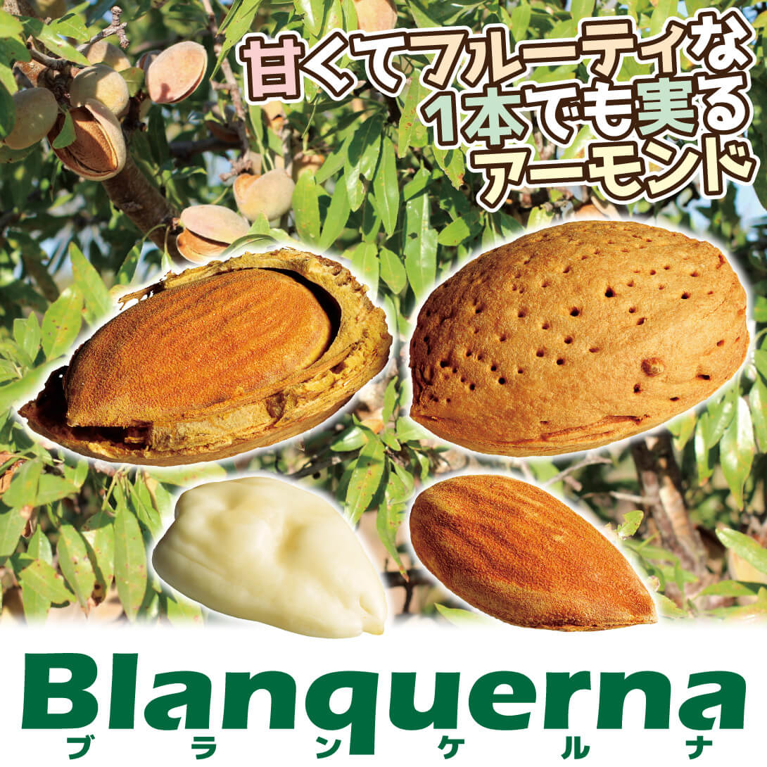 ブランケルナ説明