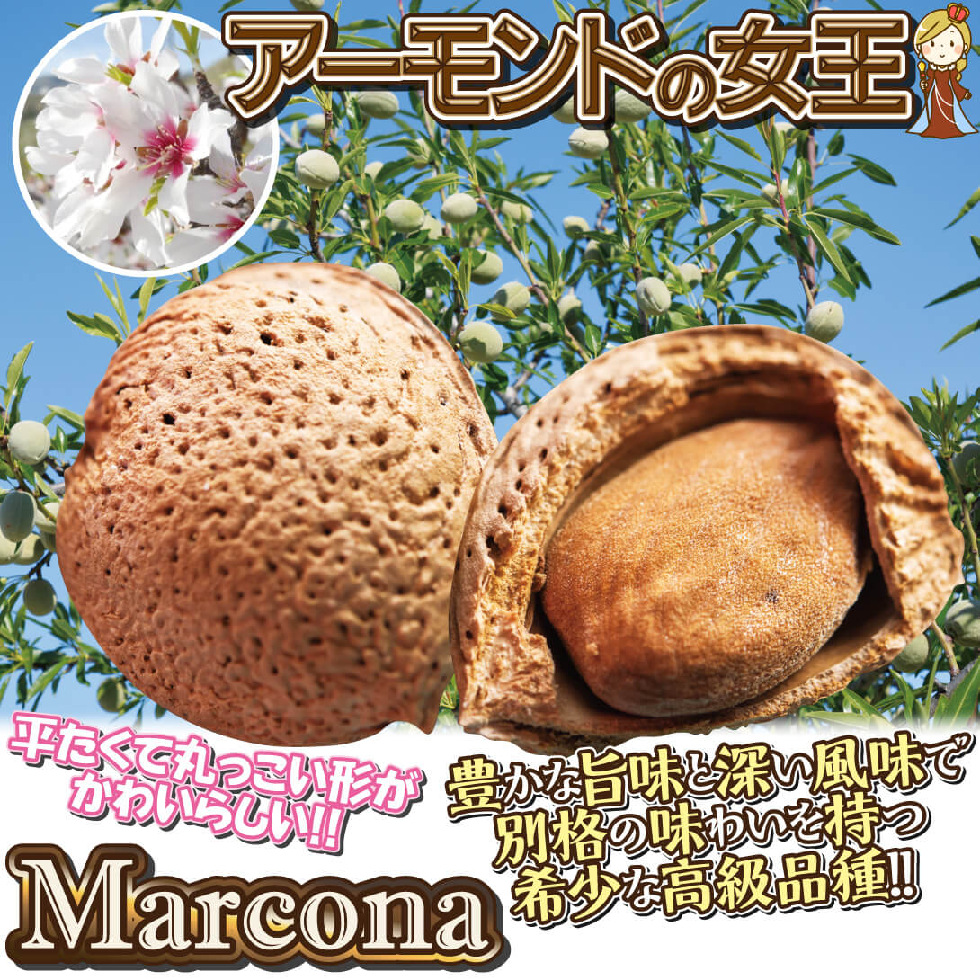 マルコナ説明