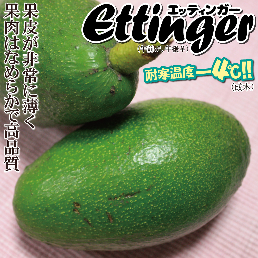 エッティンガー