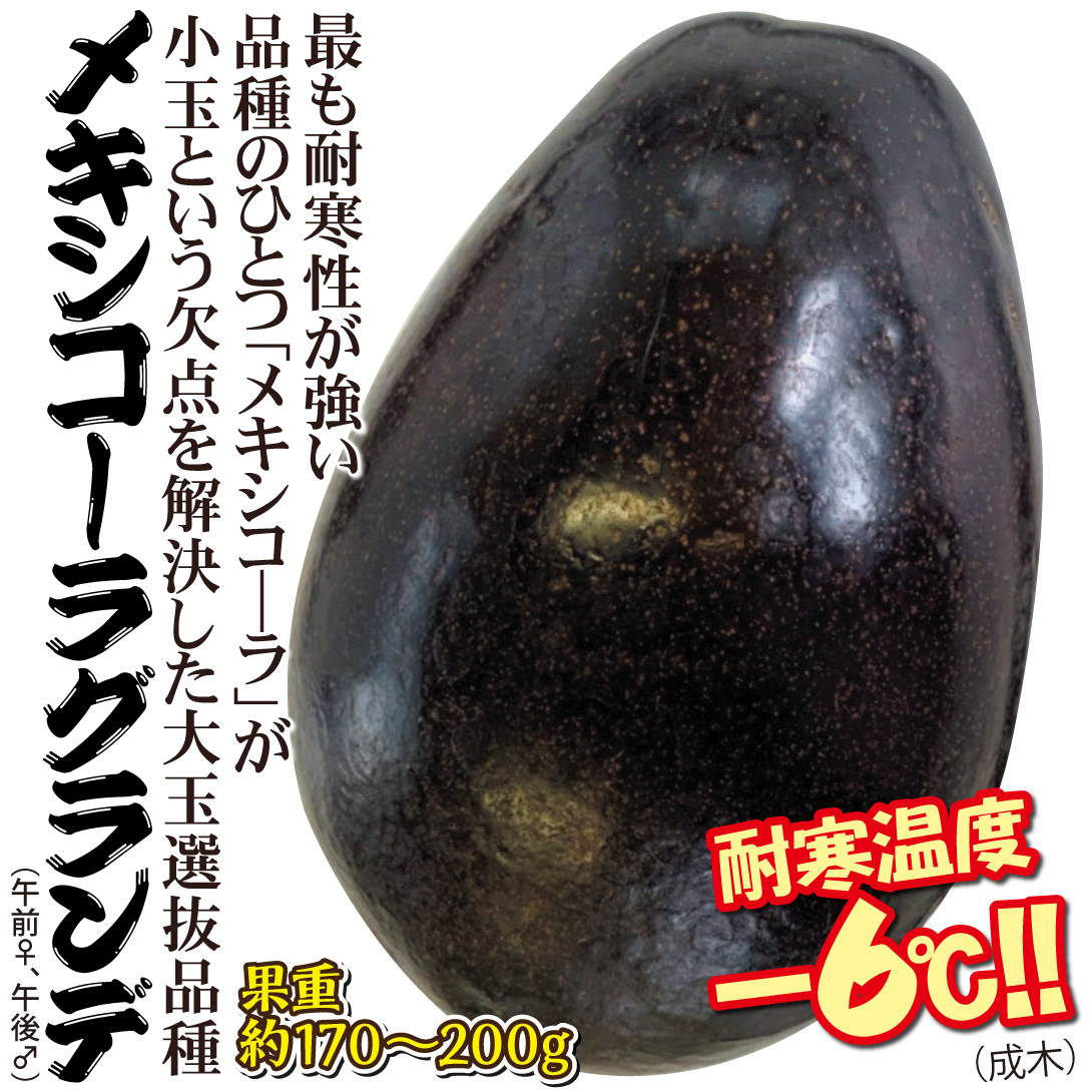 メキシコーラグランデ