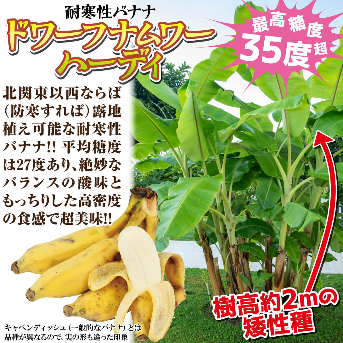 ドワーフナムワーハーディ