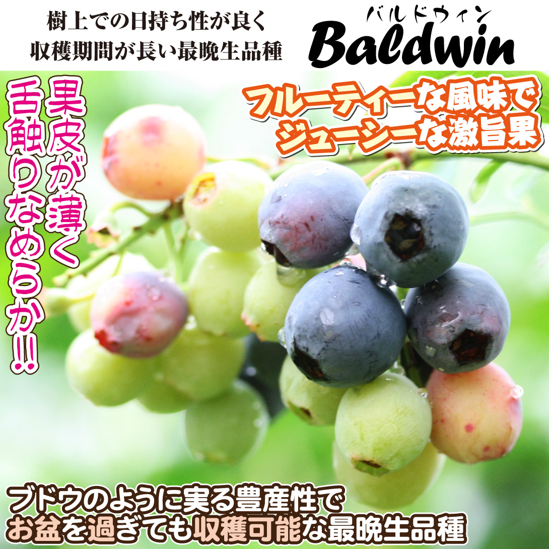 ラビットアイ系ブルーベリー苗バルドウィン