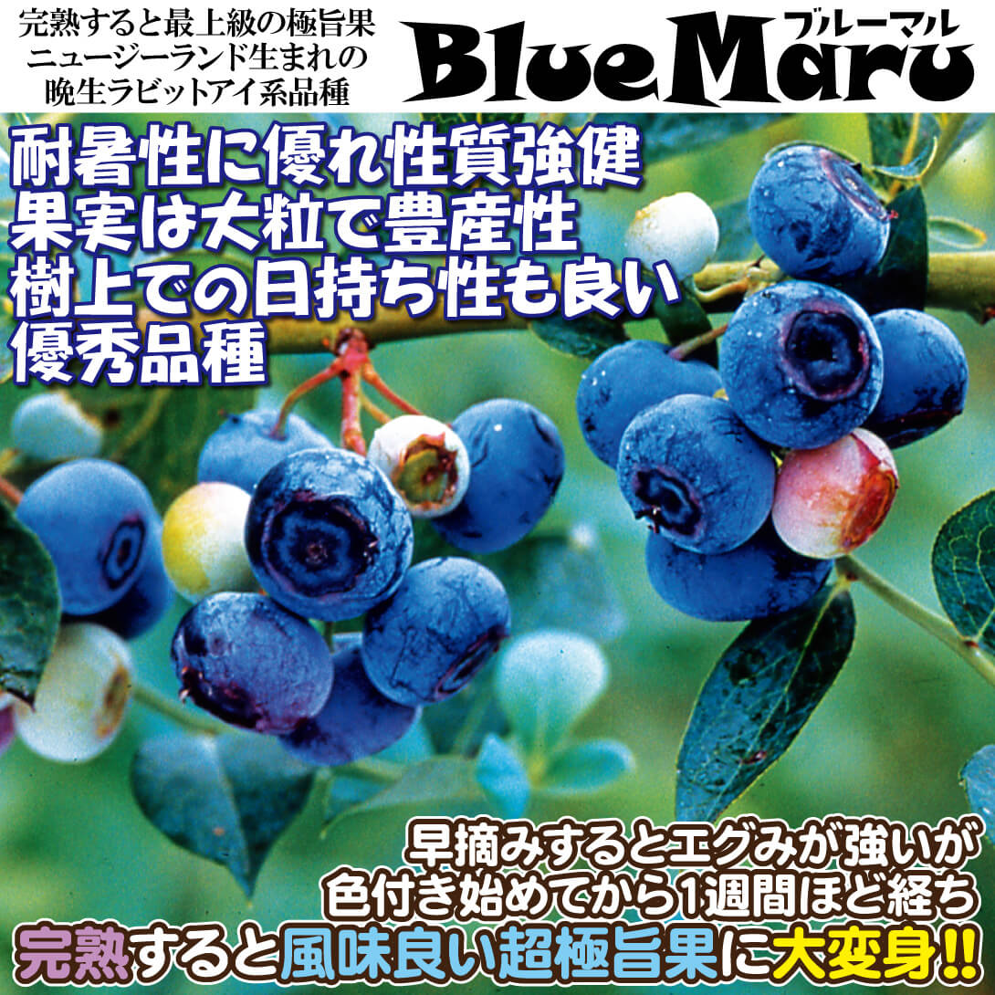 ラビットアイ系ブルーベリー苗ブルーマル