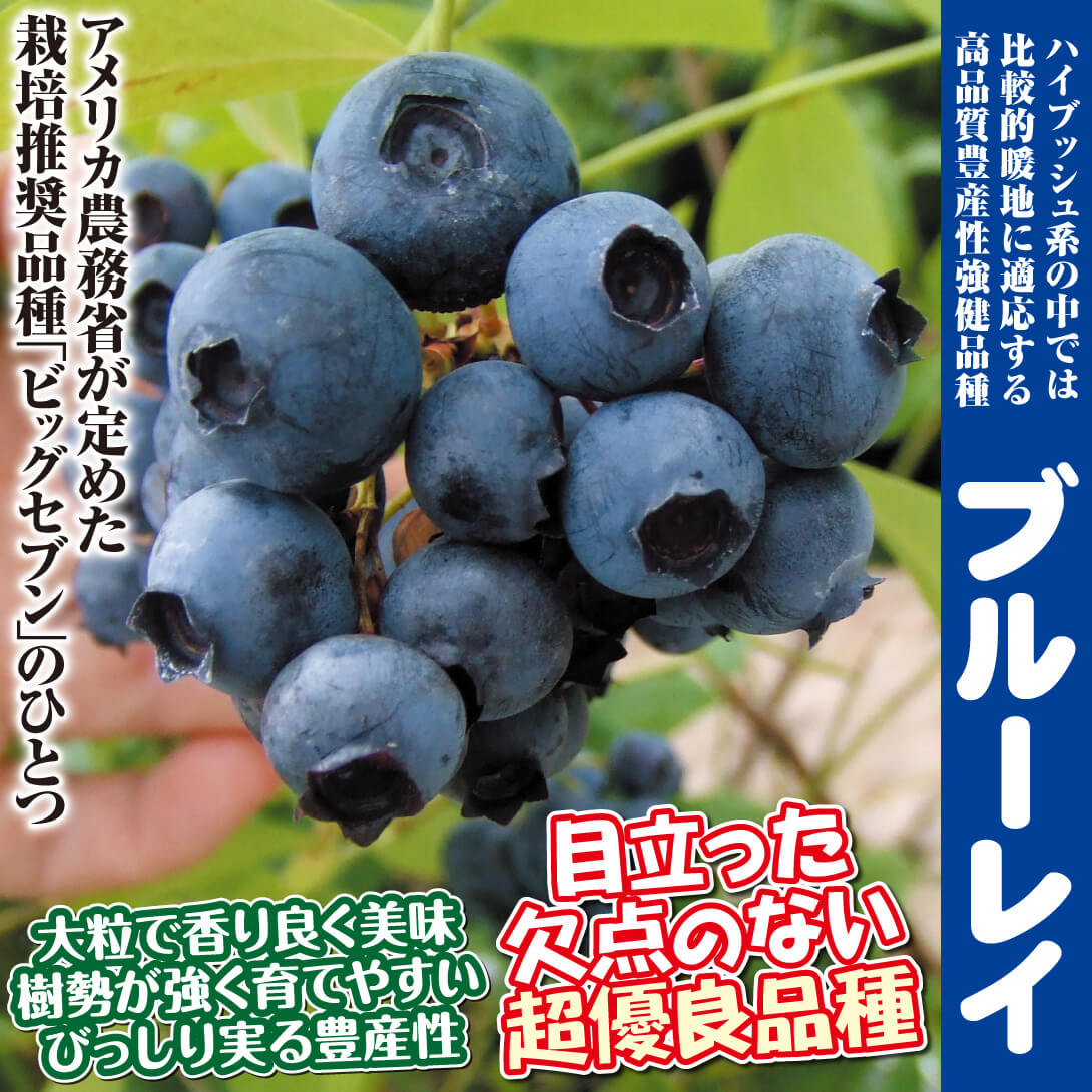 ブルーレイ