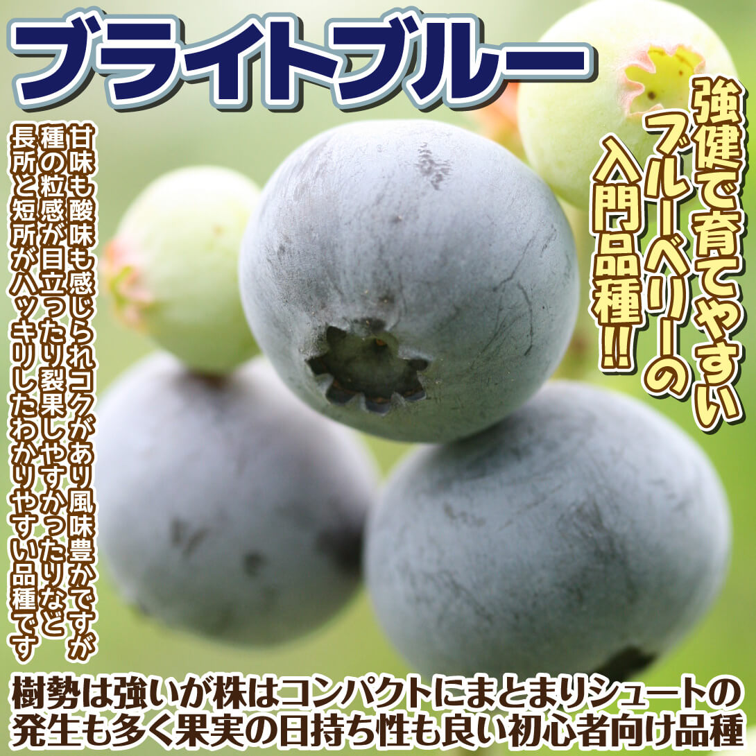 ラビットアイ系ブルーベリー苗ブライトブルー