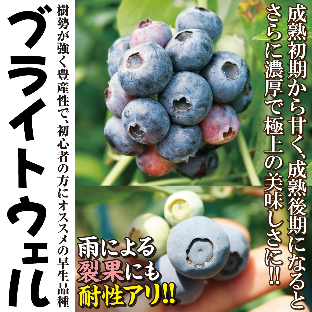 ブルーベリー ブライトウェル