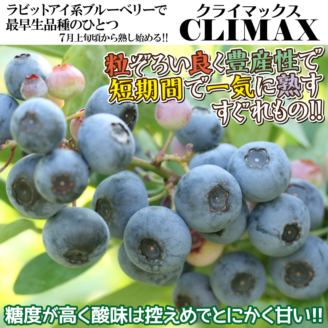 ラビットアイ系ブルーベリー苗クライマックス